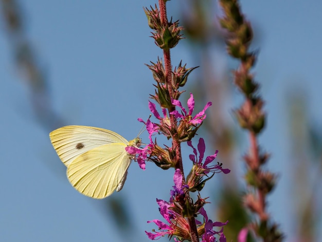 Papillon dans son environnement naturel