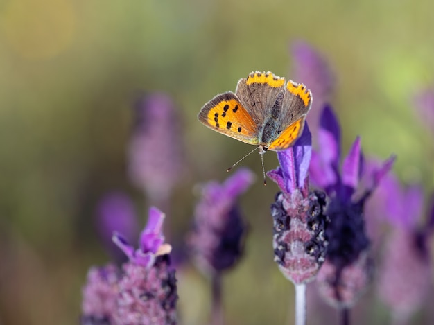 Papillon dans son milieu naturel