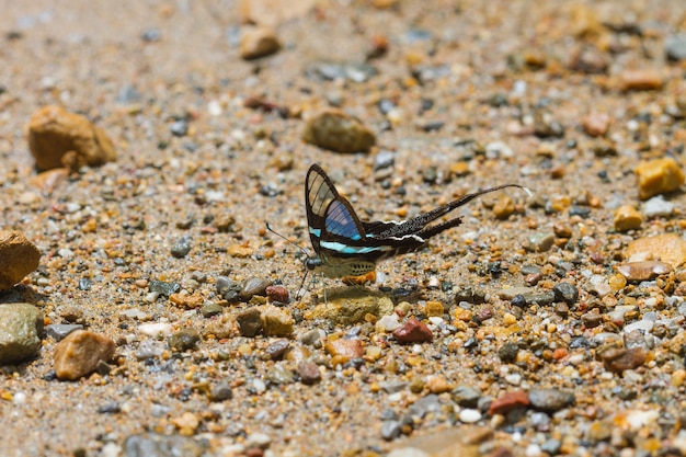 Papillon, Dragontail Vert, (Lamproptera meges)