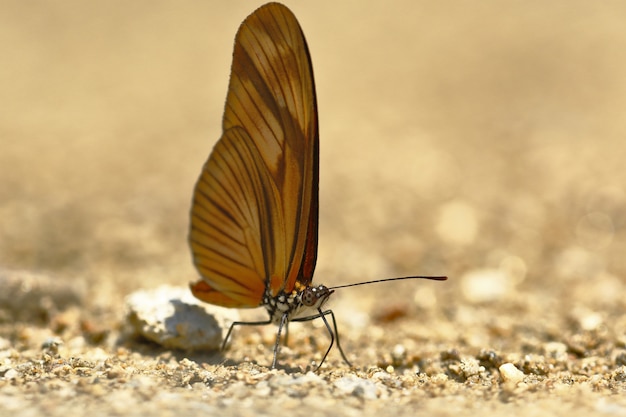 Papillon (Dryas julia) sur l'humidité du sol