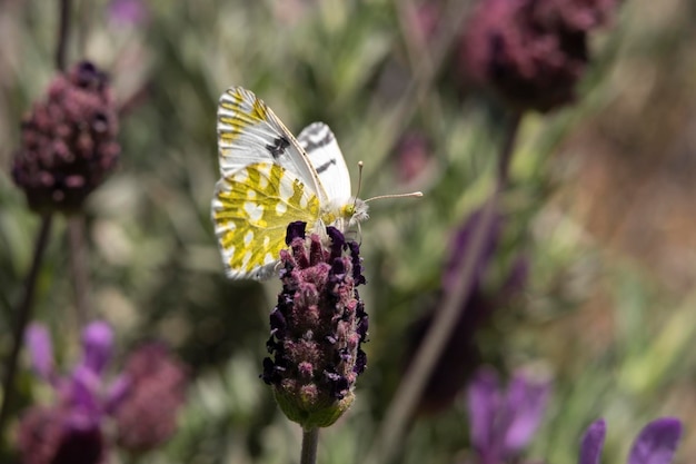 Papillon du chou blanc sur une fleur de lavande française