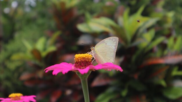 un papillon du chou blanc qui suce le nectar d'une fleur de zinnia