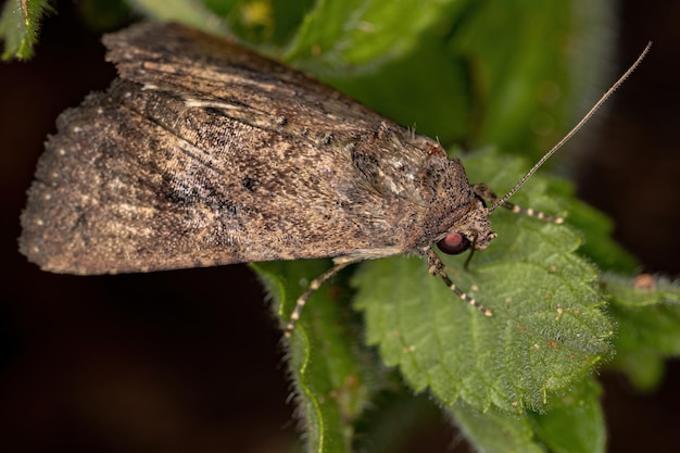 Papillon du ver-gris adulte