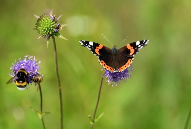 Papillon ea fleur sauvage