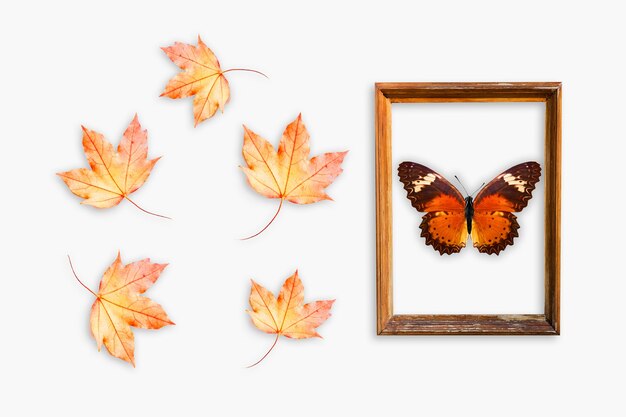 Papillon encadré de feuilles d'érable sur fond gris. photo de haute qualité