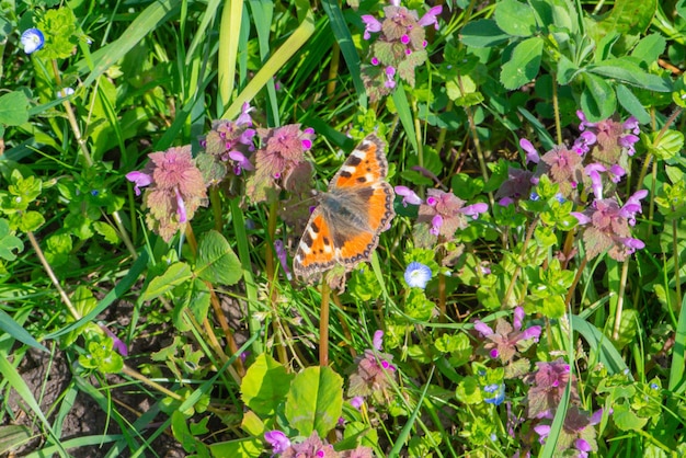 Un papillon est assis sur une fleur dans l'herbe.