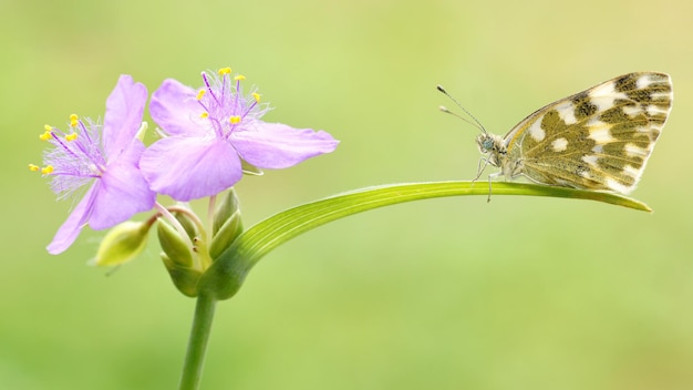 Papillon est assis sur une fleur dans le parc.