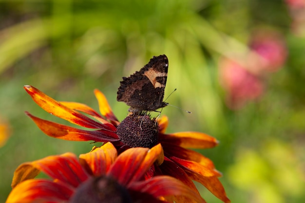 Un papillon est assis sur une fleur avec un fond vert.