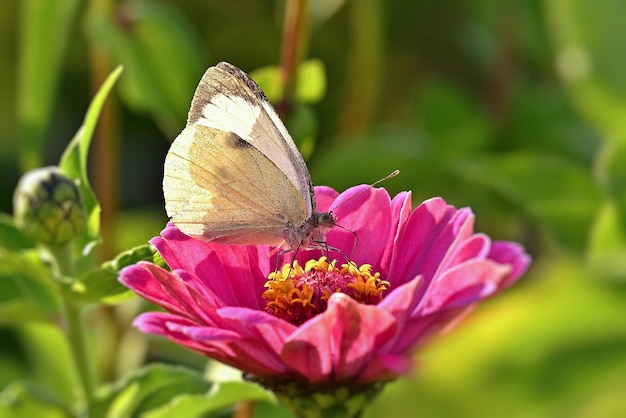 Un papillon est assis sur une fleur rose dans le jardin.