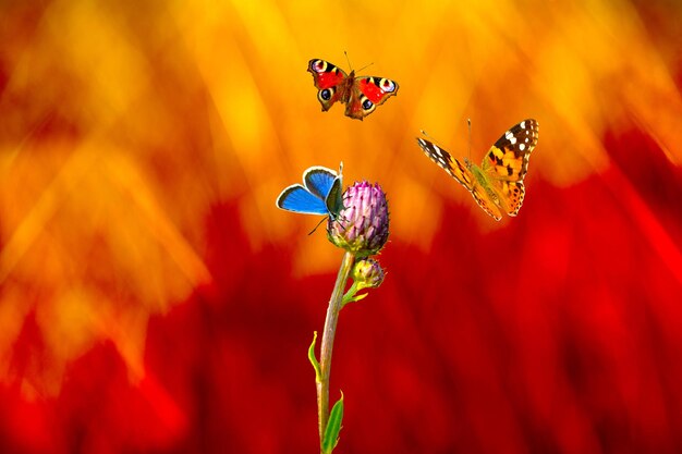 Un papillon est assis sur une fleur sauvage et deux autres papillons volent dans l'épicentre d'un incendie dans un mea