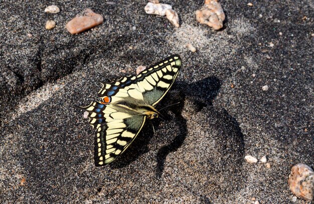 Le papillon est assis sur le sable