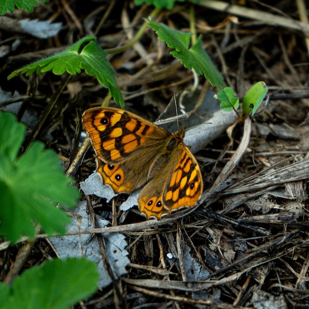 Photo un papillon est assis sur le sol avec le numéro 1 dessus.