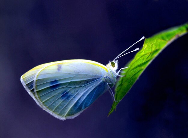 un papillon est sur une feuille avec un fond bleu