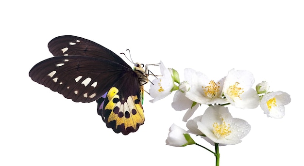Un papillon est sur une fleur avec les ailes ouvertes.