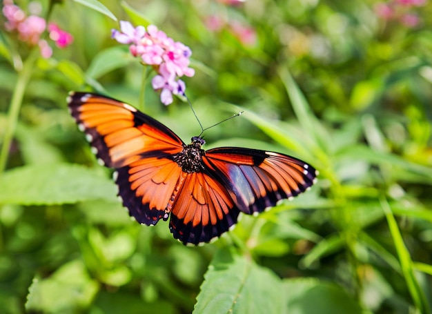 Un papillon est sur une fleur dans l'herbe