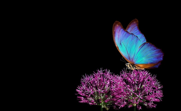 Un papillon est sur une fleur dans le noir.