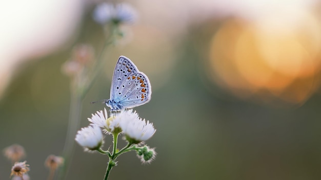 un papillon est sur une fleur devant un coucher de soleil