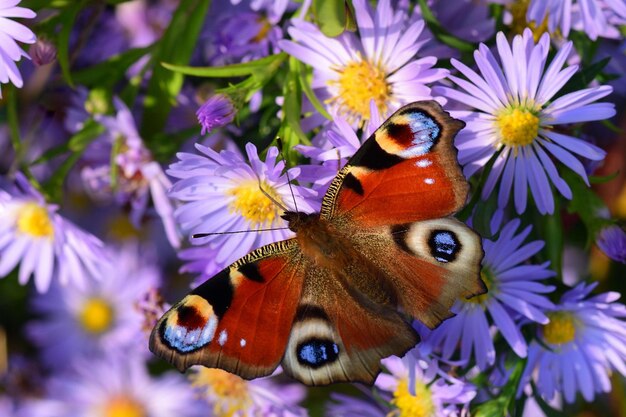 Photo un papillon est sur une fleur avec une fleur violette en arrière-plan.