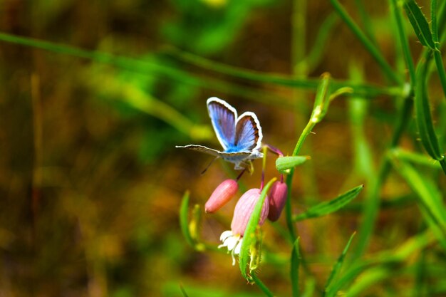 Photo un papillon est sur une fleur et il s'envole