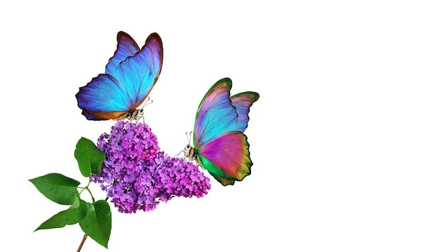 un papillon est sur une fleur et le papillon est violet