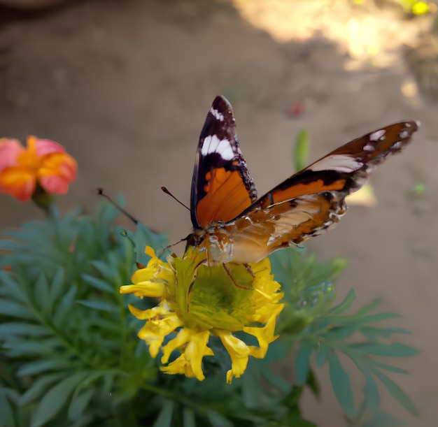 Un papillon est sur une fleur et le papillon s'envole.