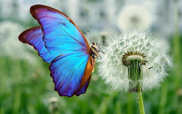 un papillon est sur une fleur de pissenlit et le fond est blanc.