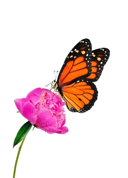 un papillon est sur une fleur rose et le papillon est rose.