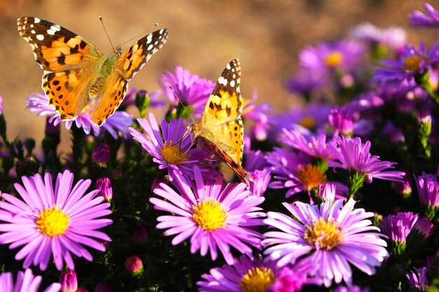 Photo un papillon est sur une fleur violette avec d'autres fleurs