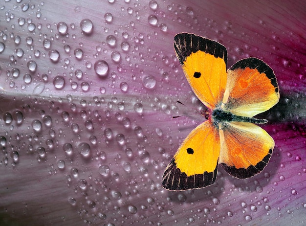 Un papillon est sur une fleur violette avec des gouttes d'eau.