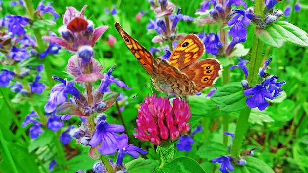 un papillon est sur une fleur violette avec le numéro 3 dessus