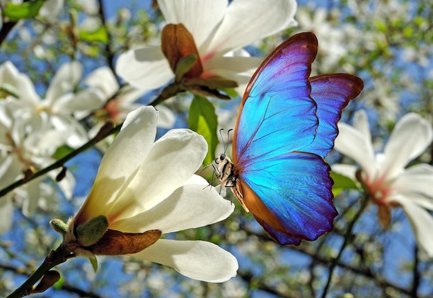 Un papillon est sur une fleur