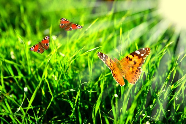 Photo un papillon est sur l'herbe et le papillon est dans l'herbes