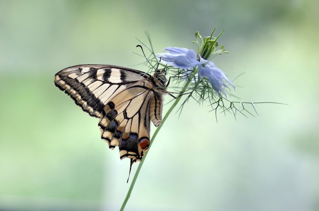 Le papillon est un machaon.