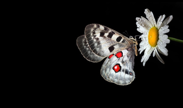 Un papillon est représenté avec des yeux rouges et des yeux rouges.