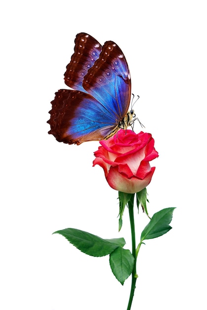 un papillon est sur une rose et le papillon est devant.