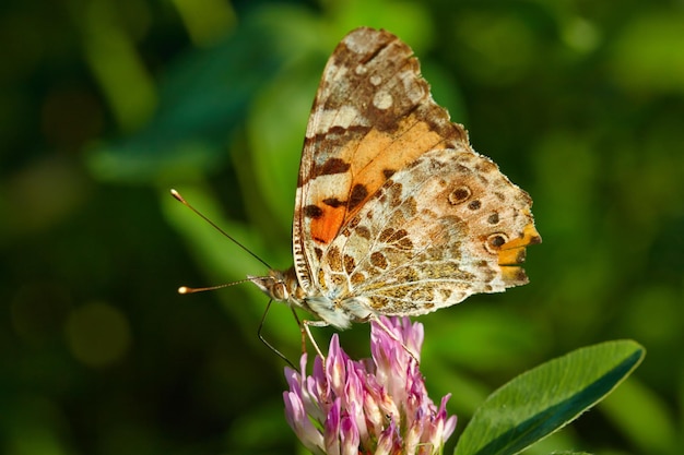 Le papillon est sur le trèfle Vue rapprochée Crépuscule du soleil