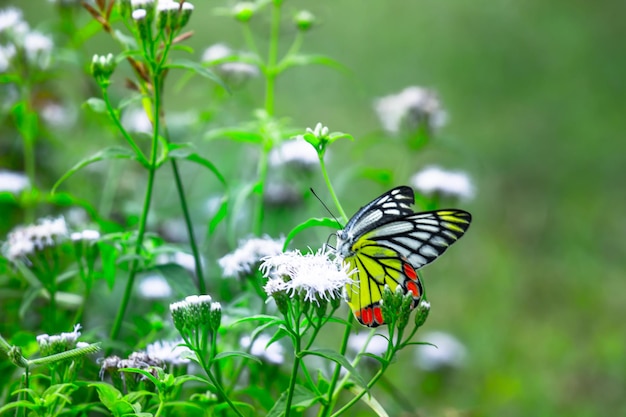 Papillon ezebel visitant les plantes à fleurs pour le nectar au printemps en Inde