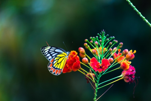 Papillon ezebel visitant les plantes à fleurs pour le nectar au printemps en Inde