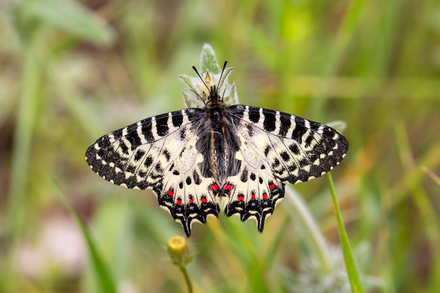 Papillon festonné des forêts (Zerynthia cerisyi) sur une plante