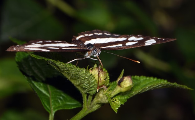 Papillon sur une feuille dans la jungle. Bali, Indonésie.