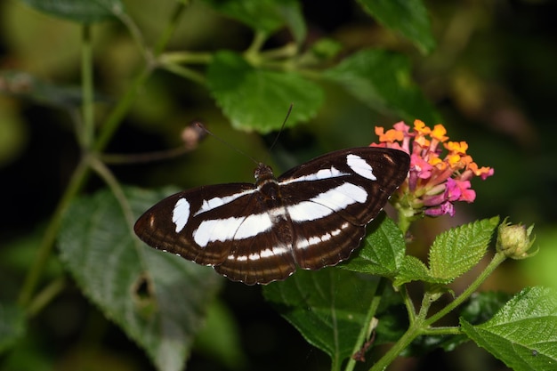 Papillon sur une feuille dans la jungle. Bali, Indonésie.