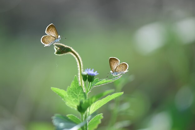 Papillon sur une feuille sur un fond de nature