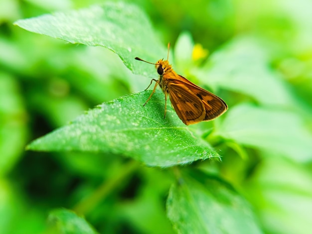 Photo papillon sur la feuille pour le fond de la nature