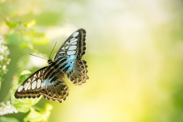 Papillon sur une feuille verte avec espace de copie à l&#39;aide du concept de nature fond ou fond d&#39;écran.