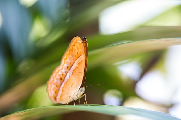 Papillon sur une feuille verte