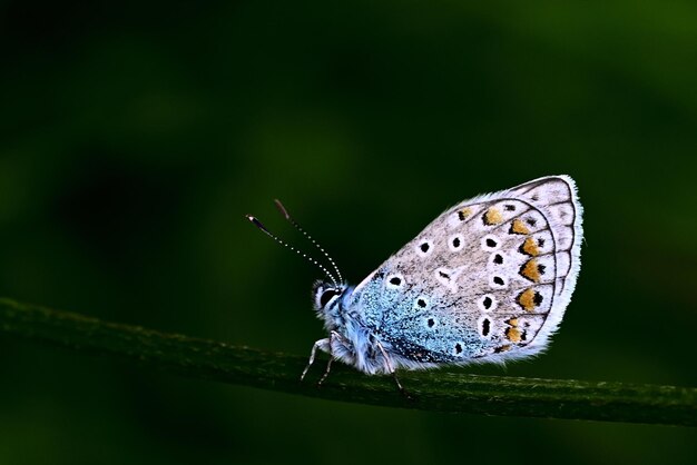 Papillon sur une feuille verte