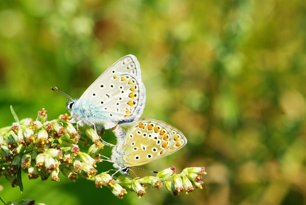 Papillon sur une feuille verte