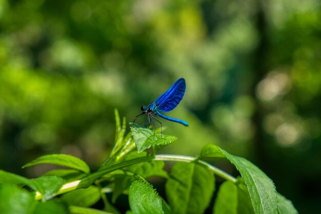 Le papillon sur la feuille