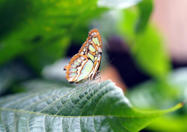 Photo le papillon sur la feuille