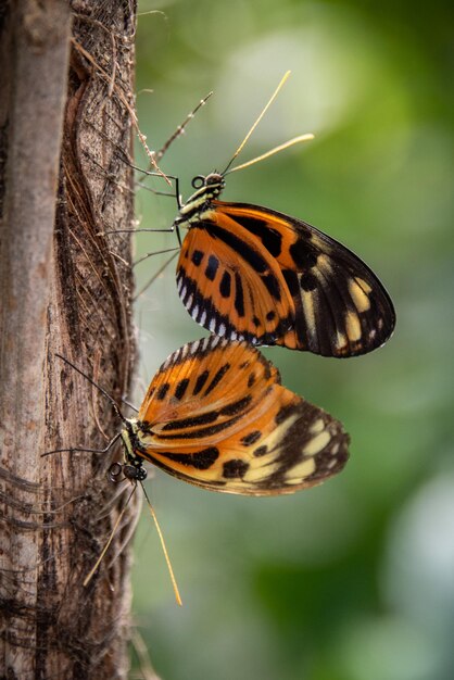 Photo le papillon sur la feuille